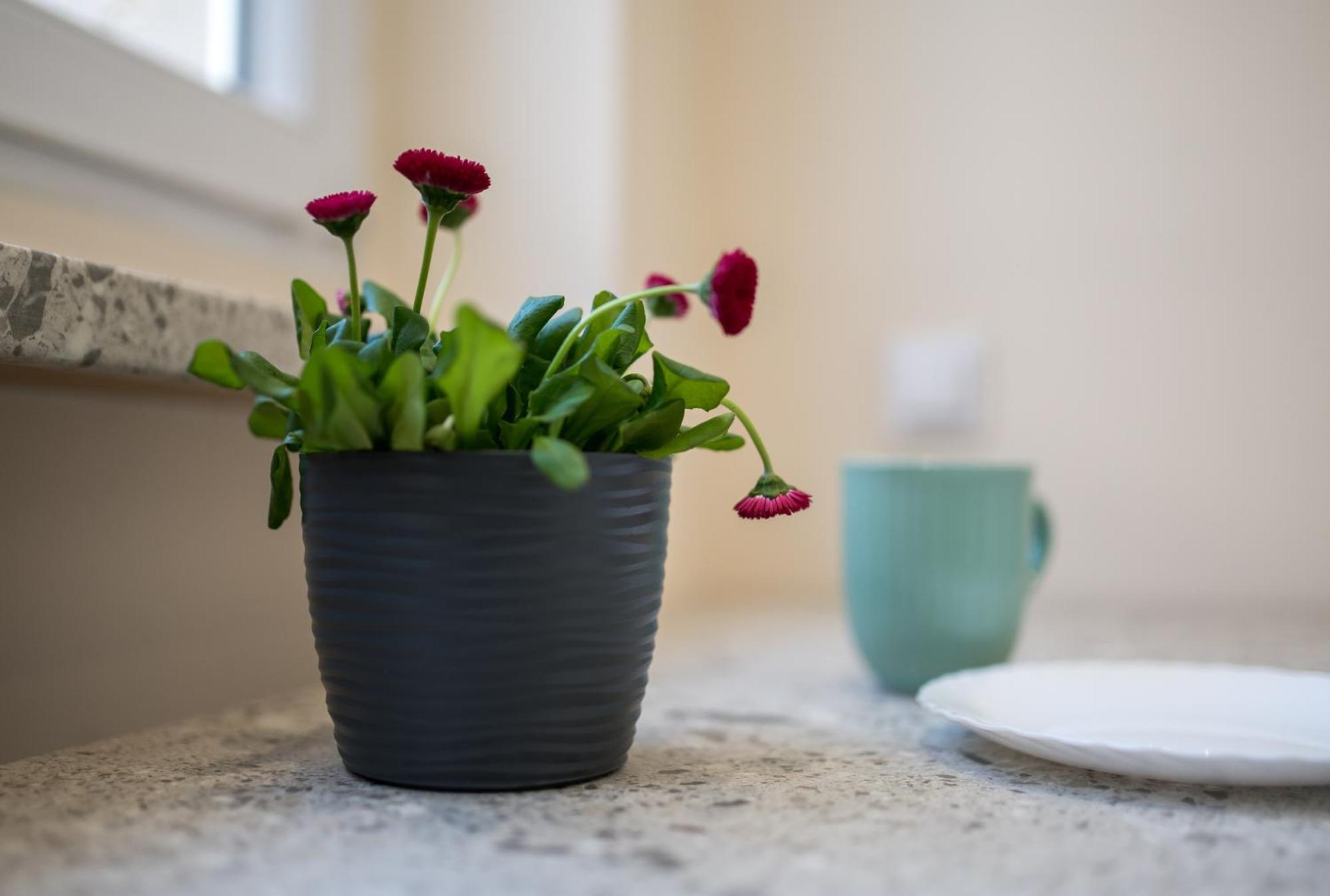Apartament Lompy Gliwice Ngoại thất bức ảnh